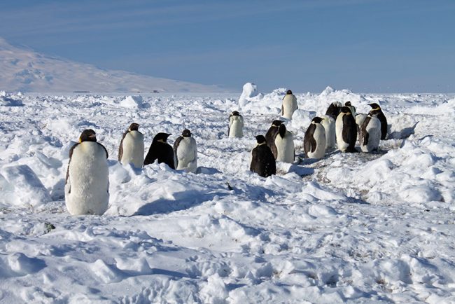 Antartide, il viaggio della vita