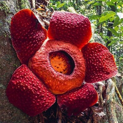 La Rafflesia, il fiore più grande del mondo