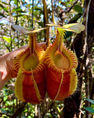 La pianta carnivora Nepenthes Villosa