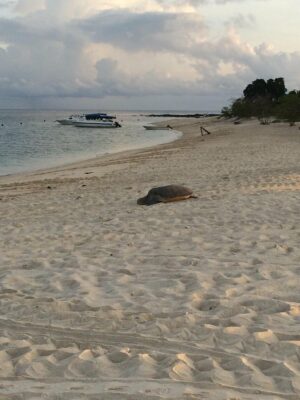 Turtle Island Parkfoto Ellen R. da Tripadvisor