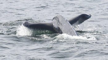 Alaska balene foto di Christopher Michel