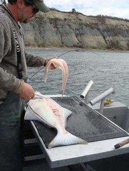 Alaska Pesca dell'halibut