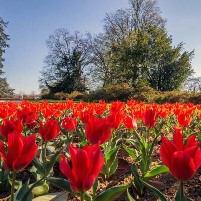 La fioritura dei tulipani