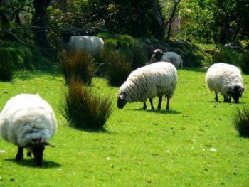 Donegal pecore-al-pascolo