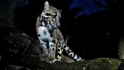 Night Safari Leopardo