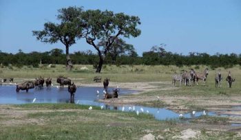 Chobe parco nazionale-foto-Gorgo
