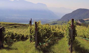 I Masi delle vigne e del vino