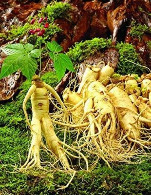 piante di ginseng