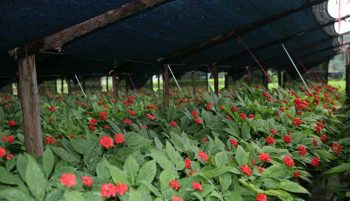 coltivazione di ginseng