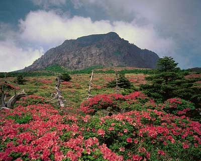 Cheju Azalee sulle pendici del monte
