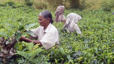 Sri Lanka La raccolta del tè