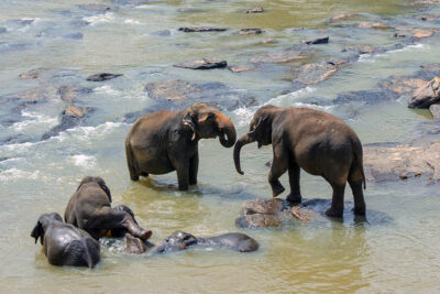 Sri Lanka Elefanti al bagno
