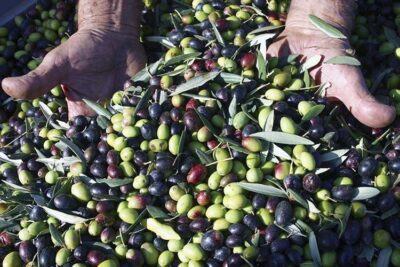 olio Olive della campagna lucchese