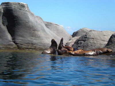 Baja California Leoni marini Isla Coronado