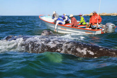 Baja California A contatto con le balene nella Laguna San Ignacio