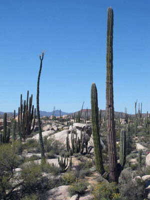 Baja California Paesaggi di cactus