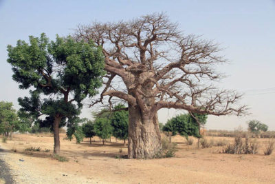 Saint Louis Baobab sulla strada fra Dakar e Saint Louis