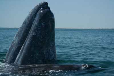 Balena grigia adulta