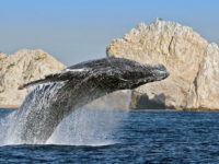 Balena  nella Baja California