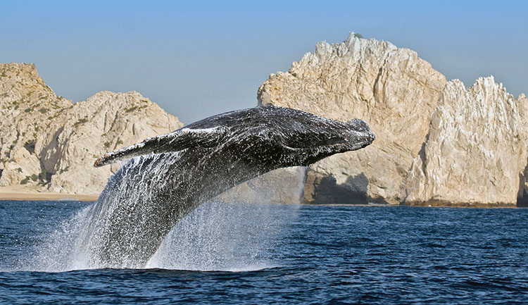 Balena nella Baja California