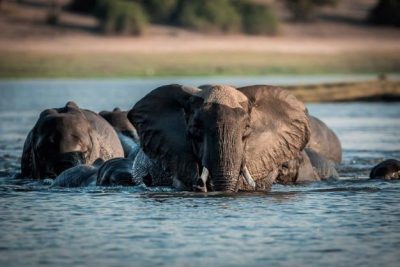 Il Chobe National Park è famoso per avere la più alta concentrazione di elefanti al mondo