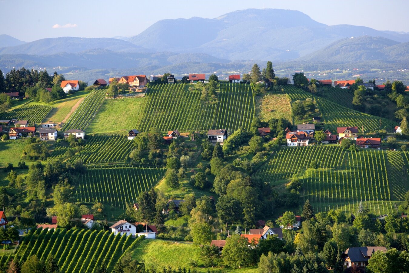 Schilcherweinstraße, la via dei vini di Schilcher (© Steiermark Tourismus/Schiffer-Symbol)