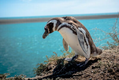 Penisola di Valdes Pinguino-Magellano