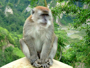 Video Macaco-dalla-coda-lunga