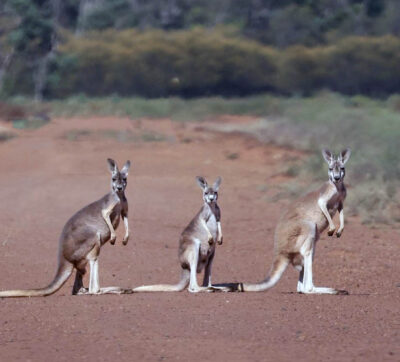 Australia Canguri Tasmania