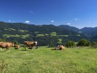 Austria settimana verde tra laghi, boschi e montagne