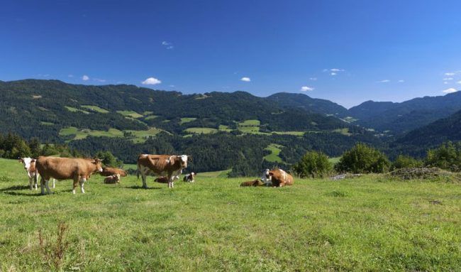 Austria settimana verde tra laghi, boschi e montagne
