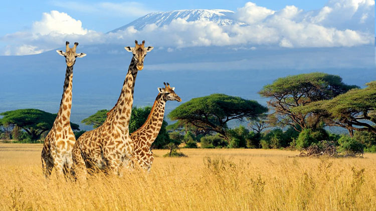 golf safari giraffe-meraviglie-del-sudafrica