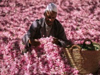 In Marocco, soave profumo della rosa del Dadès