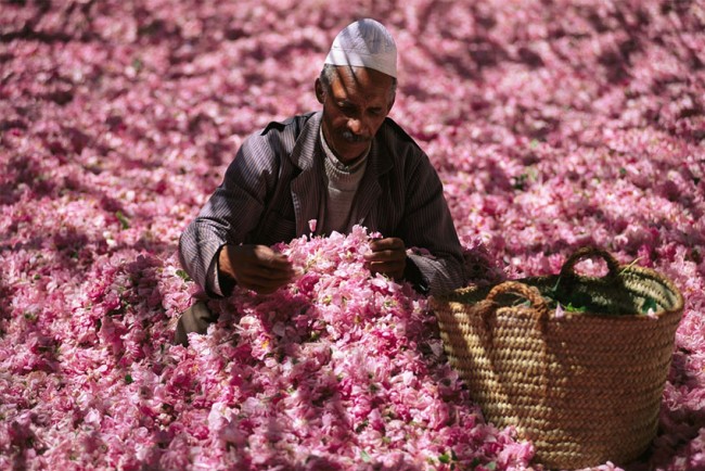 In Marocco, soave profumo della rosa del Dadès