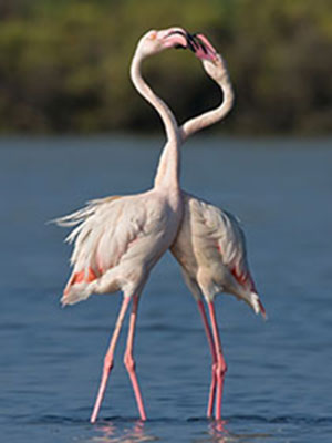 Delta del Po Un'elegante coppia di fenicotteri rosa (Foto Michele Pietrangelo)