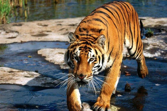 Una regale tigre