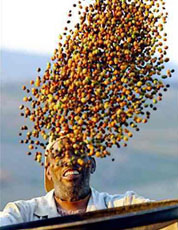 Un contadino controlla i frutti di coffea arabica