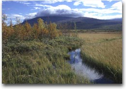 moskus Riserva naturale nell'area di Fokstua (Foto:Lars Stadeløkken)