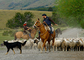 America del sud Mustering sheep in Patagonia