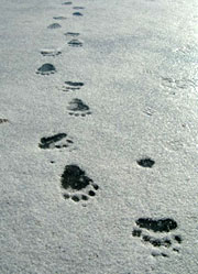orsoLe impronte lasciate da un orso sul monte Baldo (Foto: Carlo Frapporti/Servizio Foreste e Fauna)