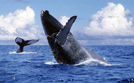 Argentina Esemplari di balena franca australe