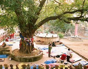 L'albero della Bodhi nel Tempio di Mahabodhi, discendente diretto dell'albero di Bodhi storico sotto il quale Siddharta raggiunse l'illuminazione