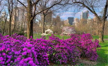 Central-park-primavera.jpg