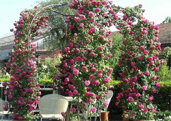 Country-Rose-allestimento.jpg