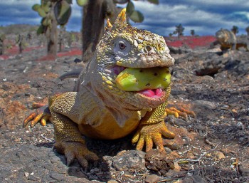 Iguana-Ecuador