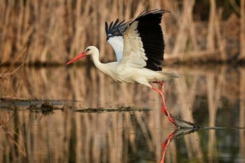 Nikon-School_Workshop-Oasi-di-Racconigi_rid.jpg