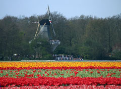 Una cultura fiorita al tulipano