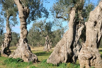 ULIVI-salento_430.jpg