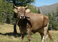 Adottare una mucca in Valsugana