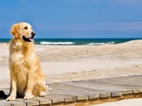 In spiaggia con il cane: in Europa si può